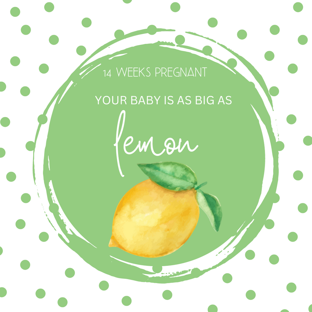 14 Weeks Pregnant-Pregnancy Updates and Milestones