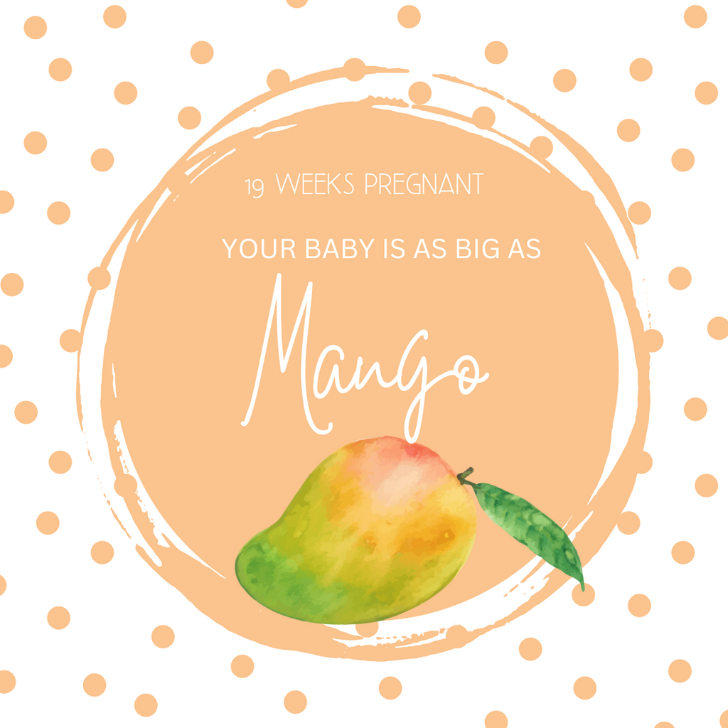 19 Weeks Pregnant-Navigating the Midpoint of Your Journey