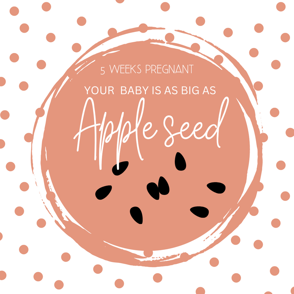 5 Weeks Pregnant- baby development, symptoms