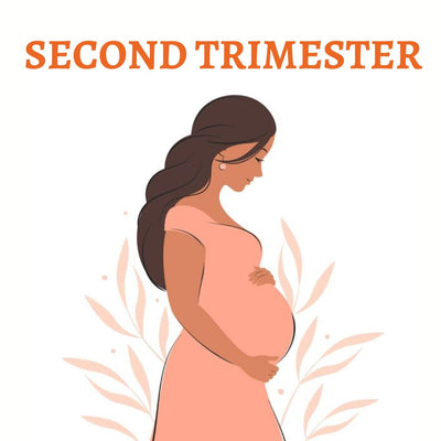 Second Trimester