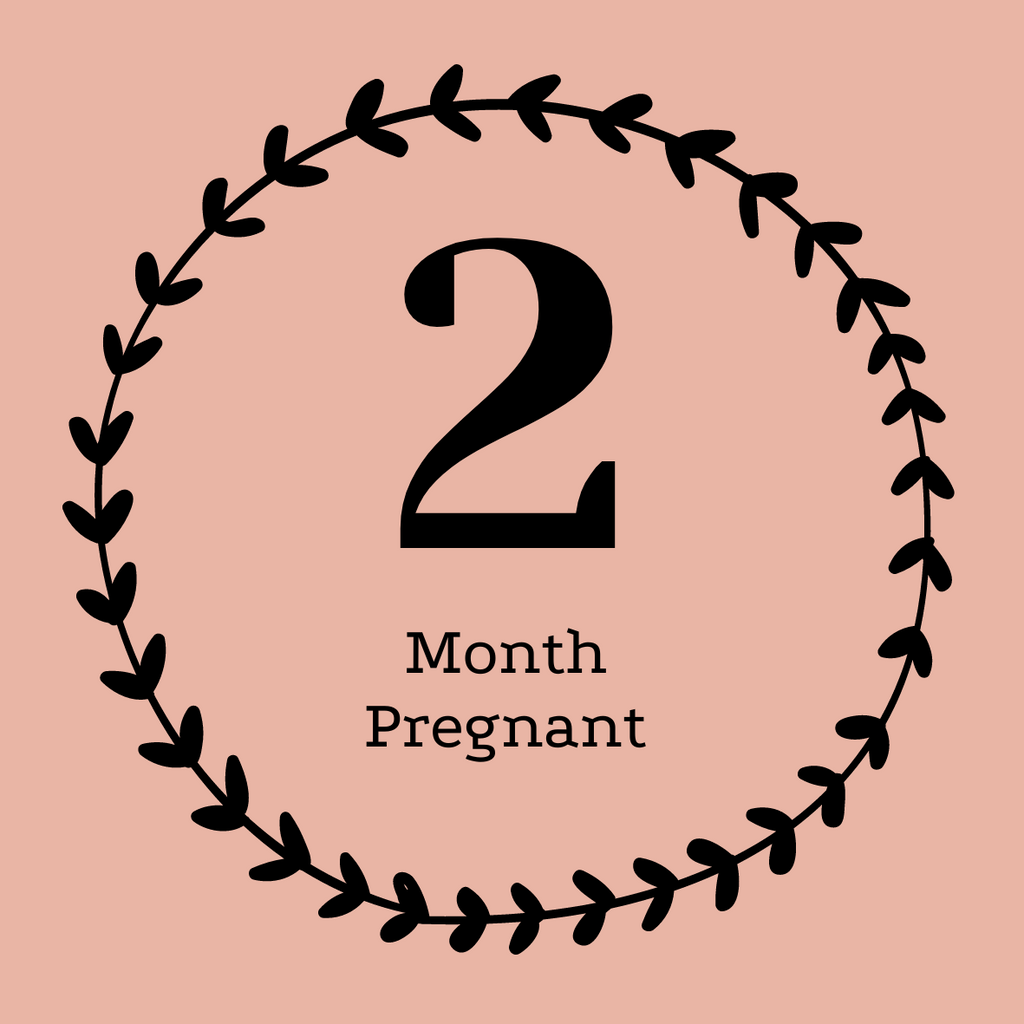 2 Month Pregnant