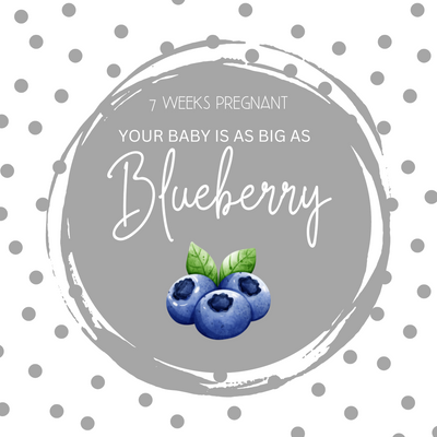 7 Weeks Pregnant- including symptoms, baby development, and belly size